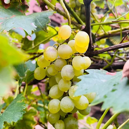 Artvacanza Atelierhaus アパート イデンコーベン